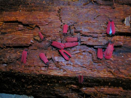 Réf. 71 280 : Dictyoptera aurora