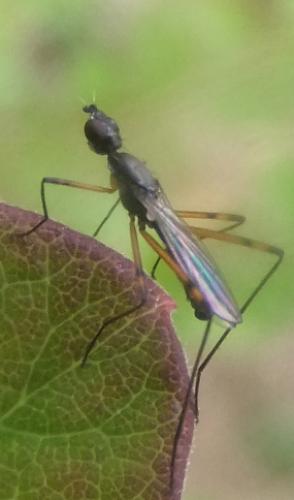 Réf. 71 699 : Micropeza corrigiolata
