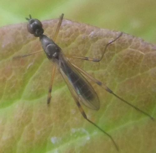 Réf. 71 698 : Micropeza corrigiolata