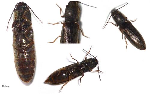 Réf. 71 921 : Athous haemorrhoidalis