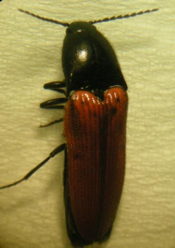 Ampedus sanguineus