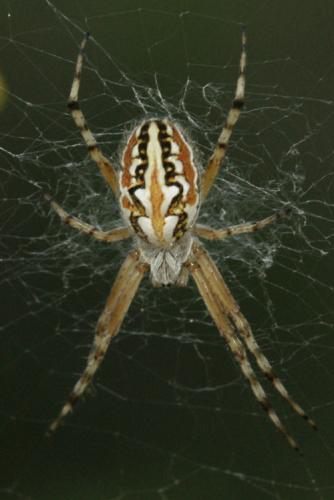 Réf. 71 815 : Aculepeira armida