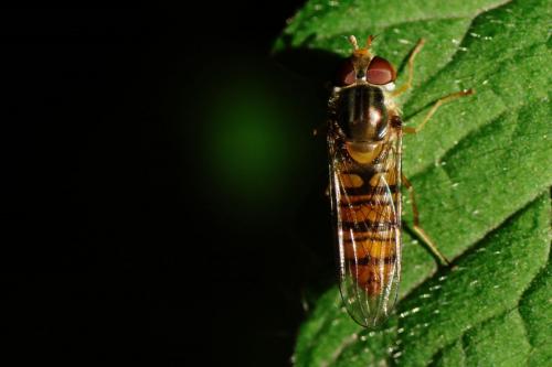 Episyrphus balteatus