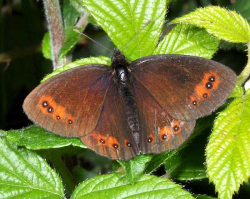 Erebia meolans