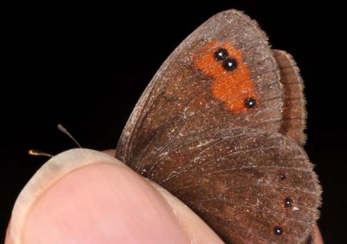 Erebia meolans