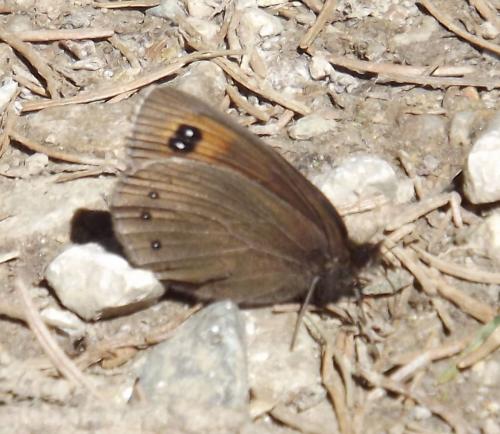 Erebia meolans