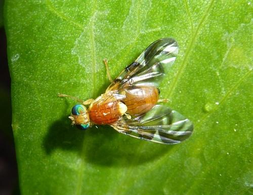 Réf. 71 078 : Euleia heraclei
