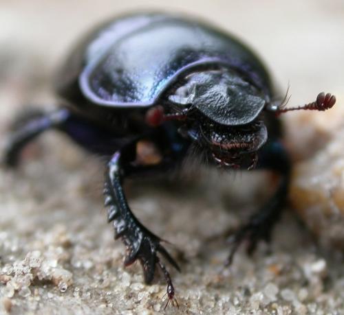 Anoplotrupes stercorosus