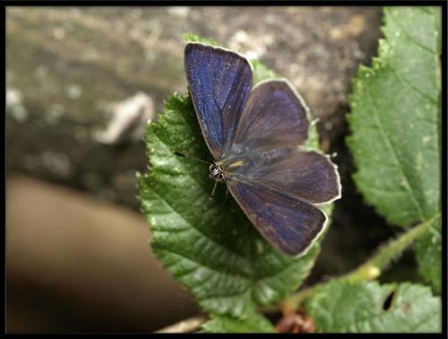 Réf. 71 837 : Favonius quercus