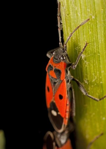 Réf. 71 180 : Melanocoryphus albomaculatus