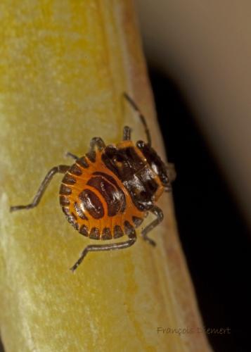 Réf. 71 339 : Eurydema ventralis