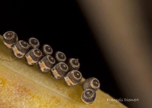 Eurydema ventralis
