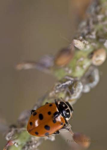 Hippodamia variegata