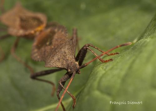 Coreus marginatus