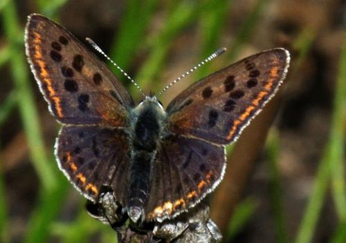 Réf. 71 317 : Lycaena tityrus