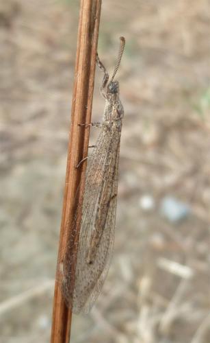 Neuroleon arenarius