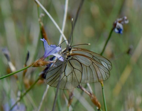Aporia crataegi
