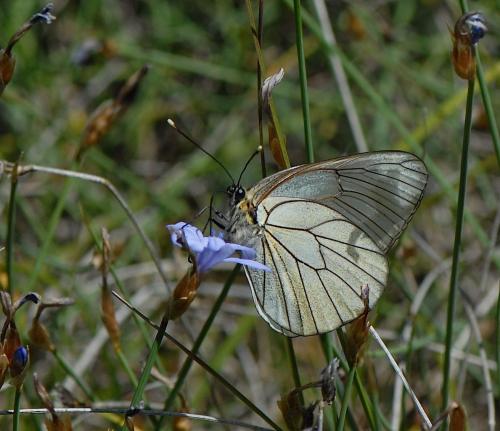 Aporia crataegi