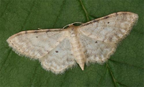 Idaea fuscovenosa