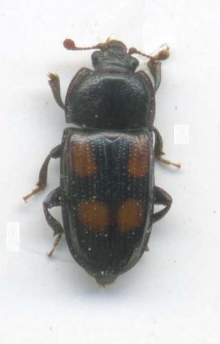 Réf. 71 375 : Ipidia binotata