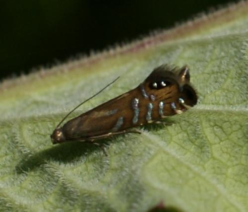 Réf. 71 114 : Glyphipterix thrasonella