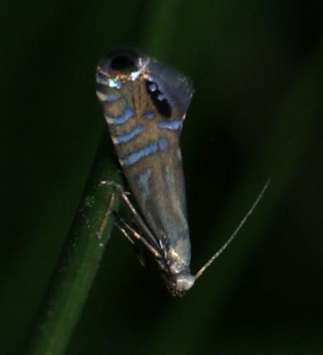Réf. 71 260 : Glyphipterix thrasonella