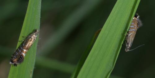 Réf. 71 308 : Glyphipterix thrasonella