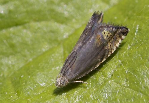 Réf. 71 772 : Grapholita gemmiferana