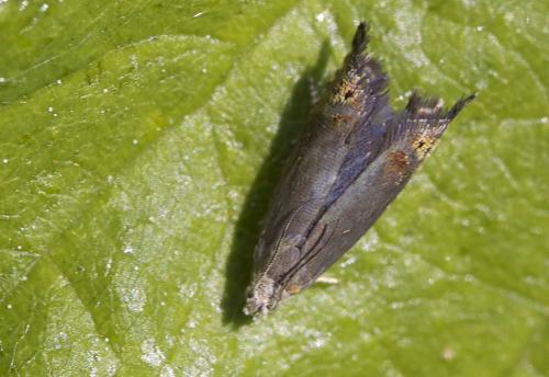 Réf. 71 773 : Grapholita gemmiferana