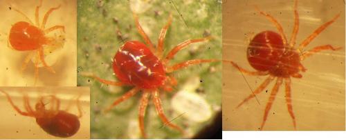 Réf. 71 304 : Anystis sp.