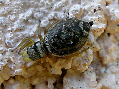 Réf. 71 153 : Heliophanus tribulosus