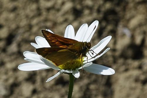 Ochlodes sylvanus