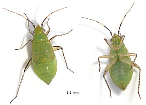 Plagiognathus arbustorum