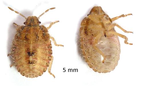Réf. 71 801 : Dolycoris baccarum