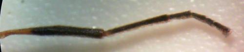 Chloromyia formosa