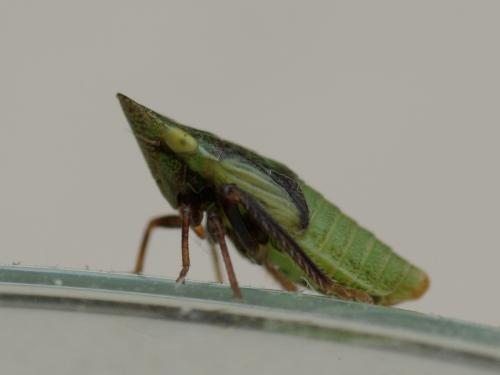 Réf. 71 352 : Aphrodes makarovi