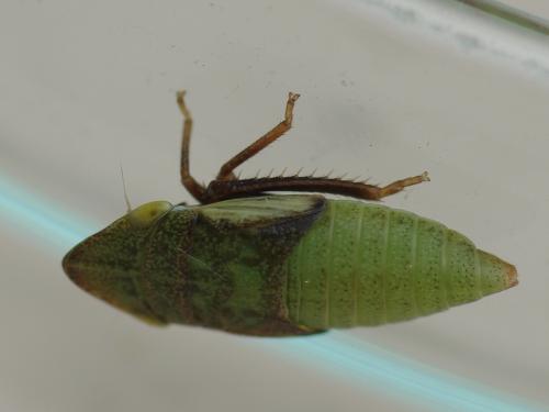 Réf. 71 353 : Aphrodes makarovi