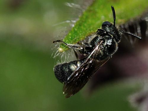 Ceratina sp.