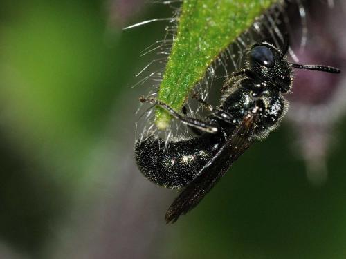 Ceratina sp.