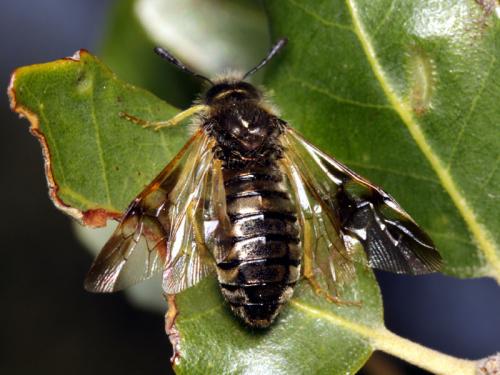 Abia mutica