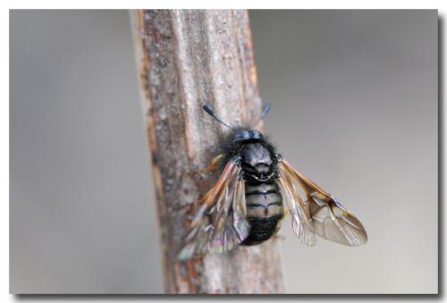 Abia mutica