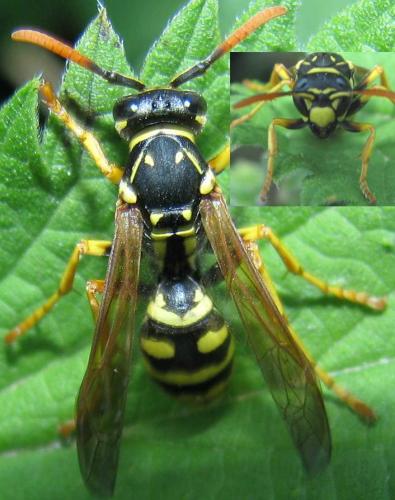 Polistes dominula