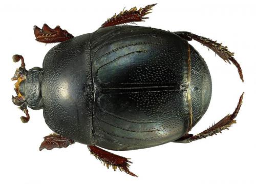 Hypocaccus metallicus