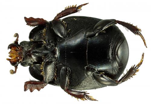 Réf. 71 229 : Hypocaccus metallicus