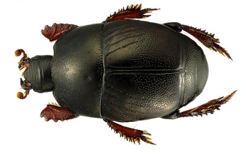 Hypocaccus crassipes