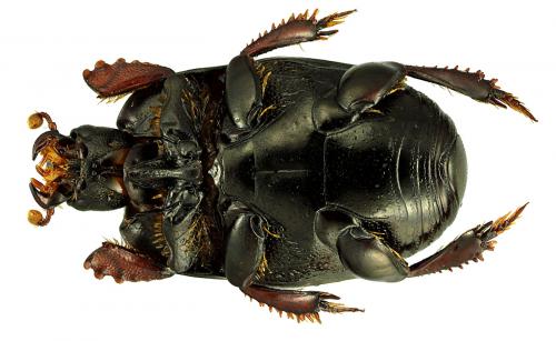 Hypocaccus crassipes