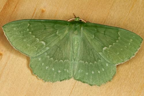 Geometra papilionaria