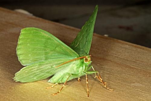 Geometra papilionaria