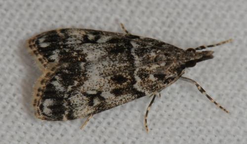 Réf. 71 128 : Eudonia lacustrata