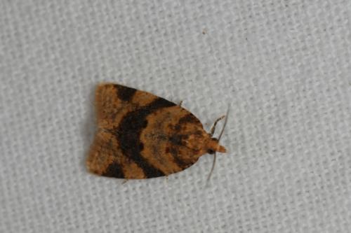 Epagoge grotiana